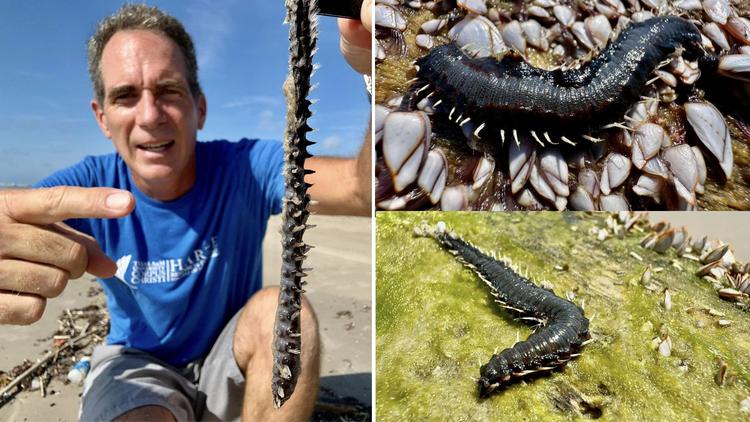 &#8216;Worst nightmare&#8217; marine creature with toxic spines spotted on US beaches